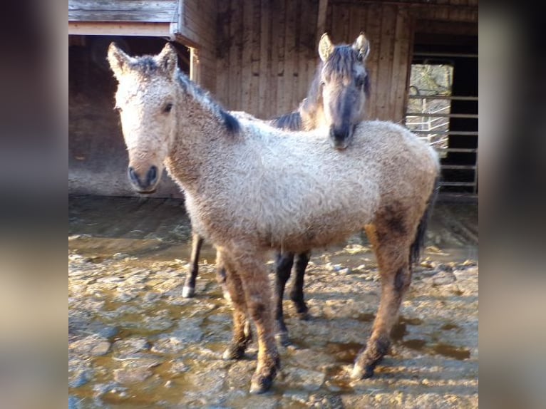 Caballo ""Curly"" Semental 1 año 145 cm Buckskin/Bayo in Arnbruck