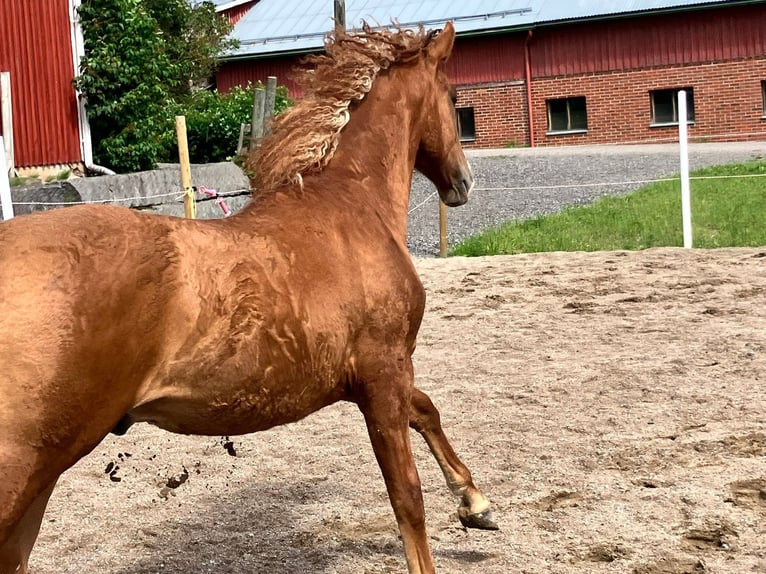 Caballo ""Curly"" Semental 1 año 160 cm  in Muurame