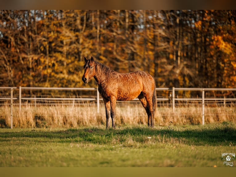 Caballo ""Curly"" Semental 2 años 154 cm Castaño in Thedinghausen