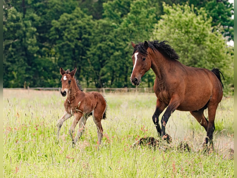 Caballo ""Curly"" Semental 2 años 154 cm Castaño in Thedinghausen