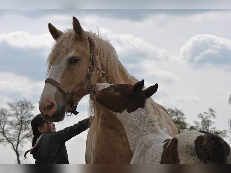 Caballo ""Curly"" Semental 2 años 164 cm Tobiano-todas las-capas in ruinen
