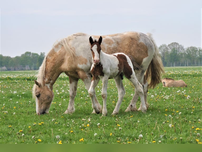 Caballo ""Curly"" Semental 2 años 165 cm Pío in ruinen