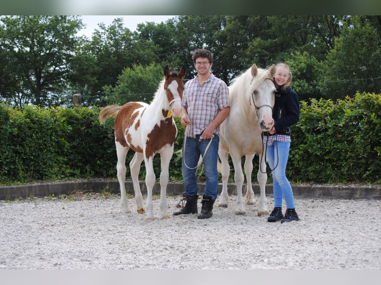 Caballo ""Curly"" Semental 2 años 165 cm Pío in ruinen