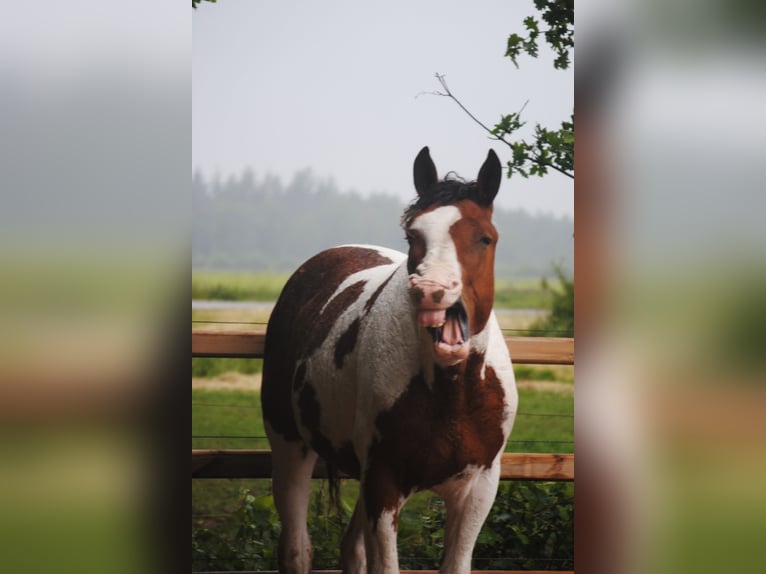 Caballo ""Curly"" Semental 2 años 165 cm Pío in ruinen