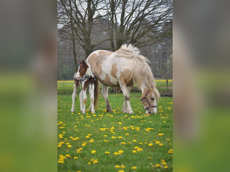 Caballo ""Curly"" Semental 2 años 165 cm Pío in ruinen