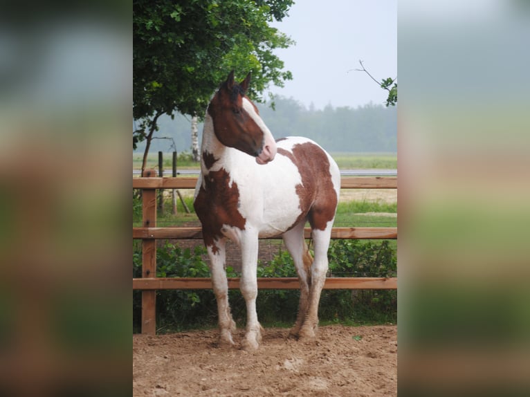 Caballo ""Curly"" Semental 2 años 165 cm Pío in ruinen