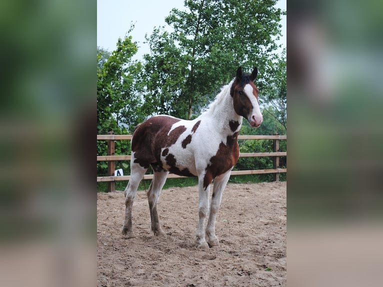 Caballo ""Curly"" Semental 2 años 165 cm Pío in ruinen