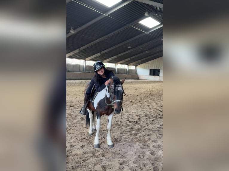 Caballo ""Curly"" Semental 3 años 145 cm Pío in Wijdewormer
