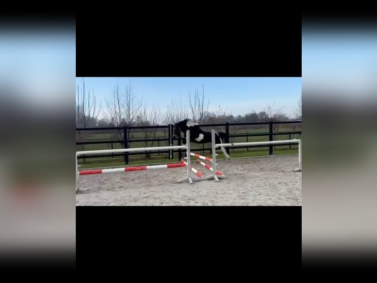 Caballo ""Curly"" Semental 3 años 145 cm Pío in Wijdewormer