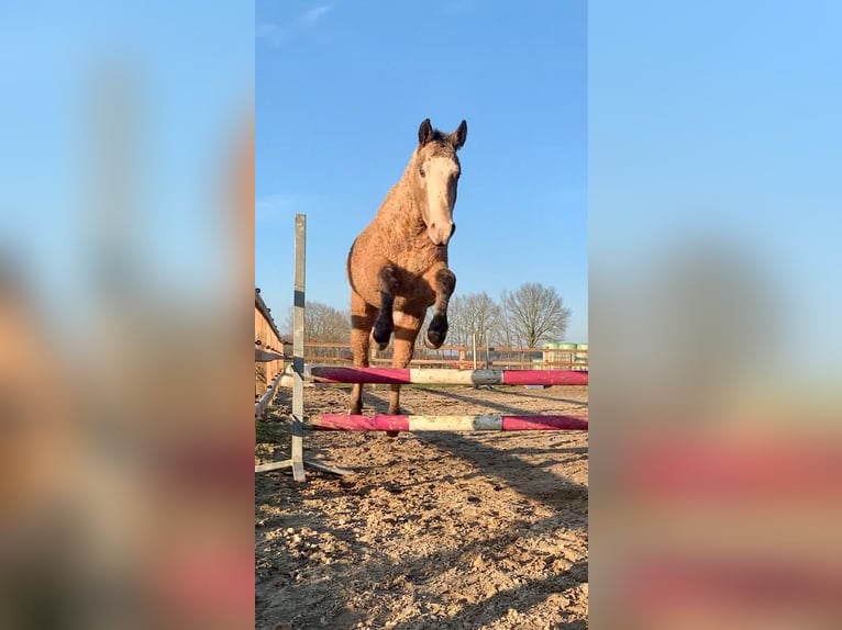 Caballo ""Curly"" Semental 3 años 150 cm Bayo in Ruinen
