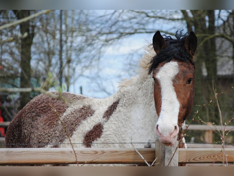 Caballo ""Curly"" Semental 3 años 162 cm Pío in Ruinen