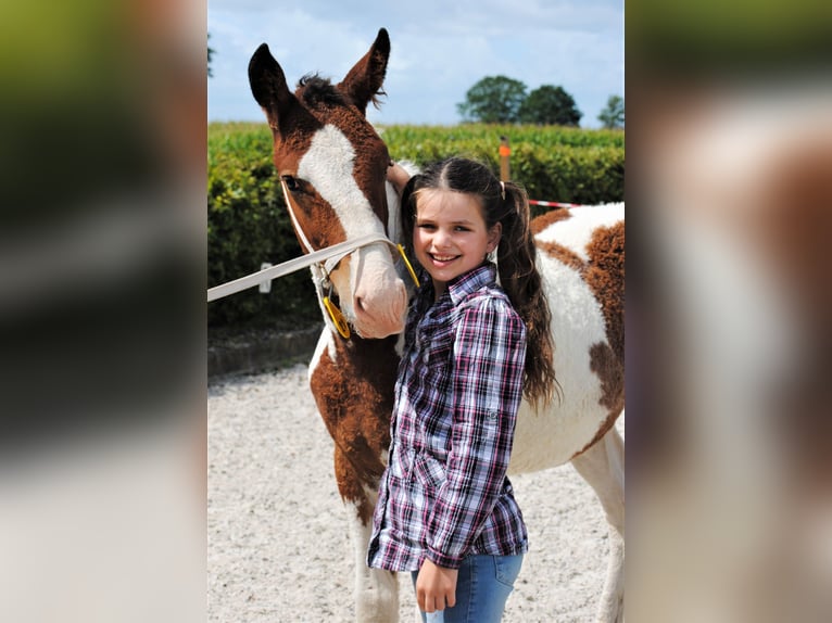 Caballo ""Curly"" Semental 3 años 164 cm Tobiano-todas las-capas in ruinen