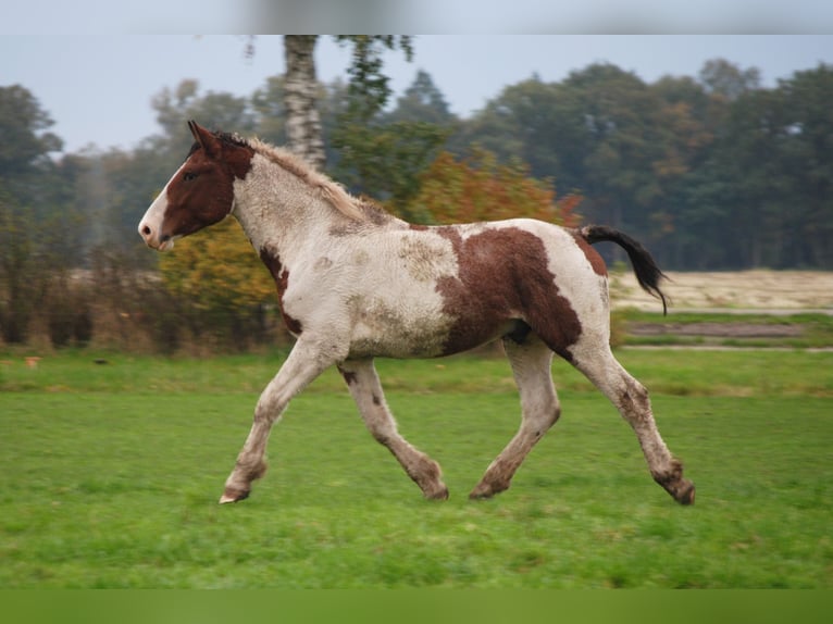 Caballo ""Curly"" Semental 3 años 164 cm Tobiano-todas las-capas in ruinen
