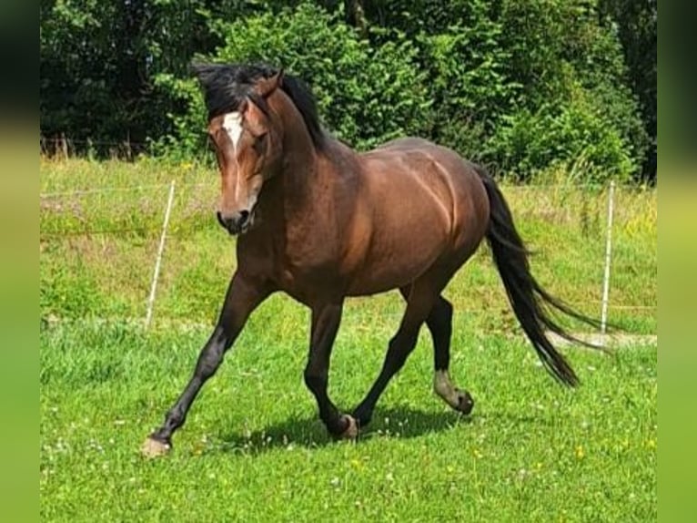 Caballo ""Curly"" Semental 5 años 150 cm Castaño oscuro in Altdorf