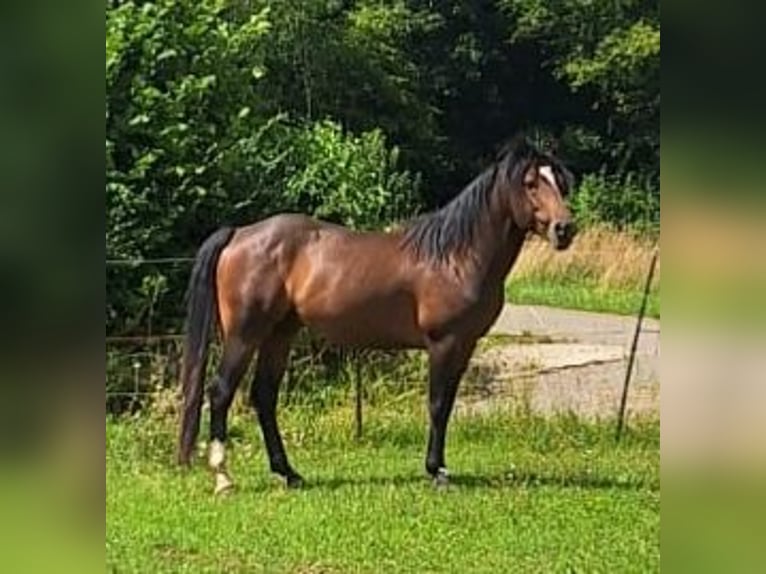Caballo ""Curly"" Semental 5 años 150 cm Castaño oscuro in Altdorf