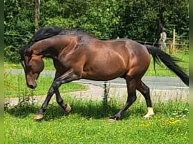 Caballo ""Curly"" Semental 5 años 150 cm Castaño oscuro in Altdorf