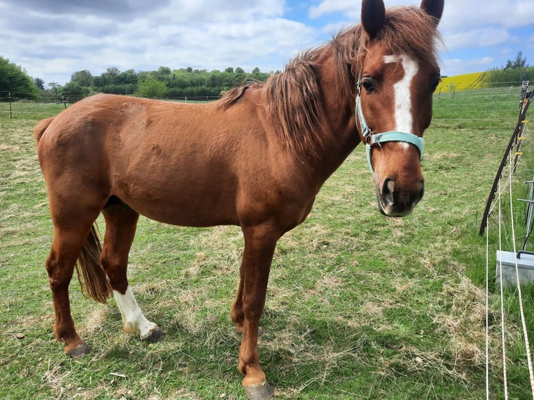 Caballo ""Curly"" Semental 8 años 150 cm Alazán in Schönwalde am Bungsberg