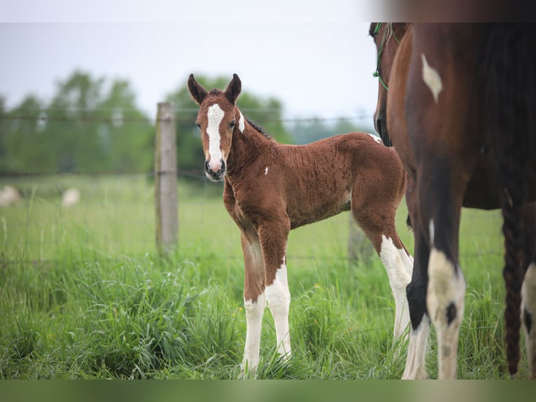 Caballo ""Curly"" Semental Potro (01/2025) 150 cm Champán in Cuzieu