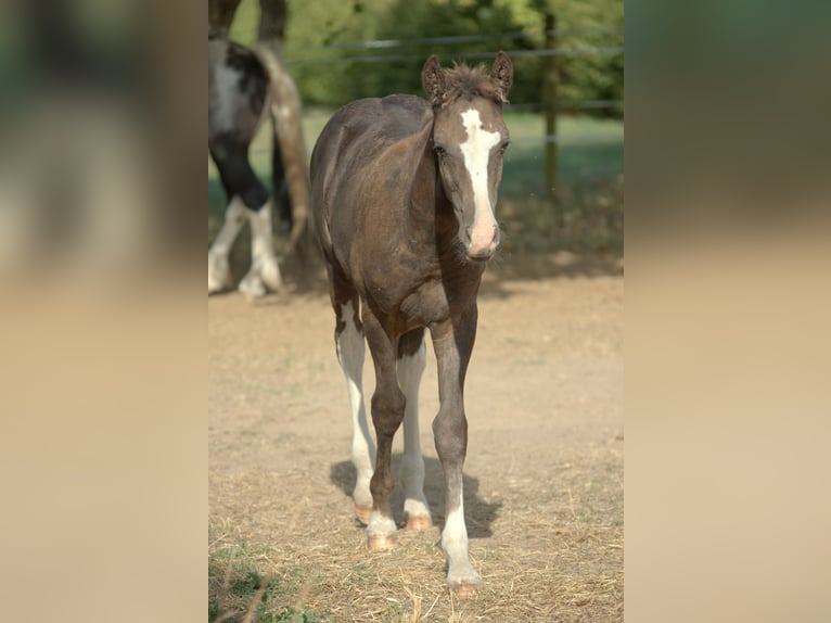 Caballo ""Curly"" Semental Potro (05/2026) 150 cm Negro in Phalsbourg