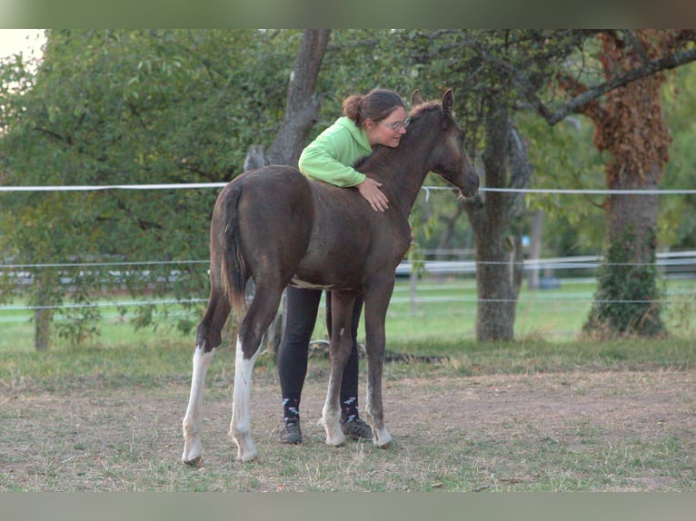Caballo ""Curly"" Semental Potro (05/2026) 150 cm Negro in Phalsbourg