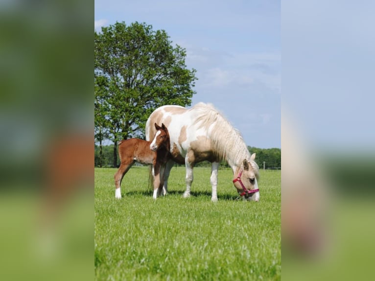 Caballo ""Curly"" Semental Potro (05/2026) 155 cm Castaño in Ruinen