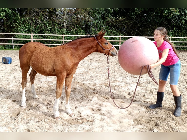 Caballo ""Curly"" Semental Potro (05/2026) 155 cm Castaño in Ruinen