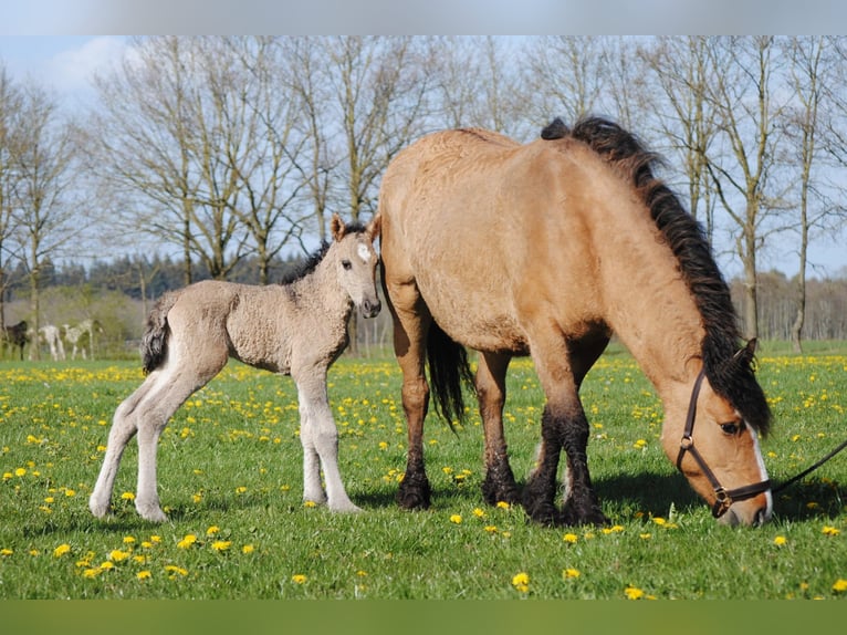 Caballo ""Curly"" Semental Potro (04/2026) 155 cm Grullo in Ruinen