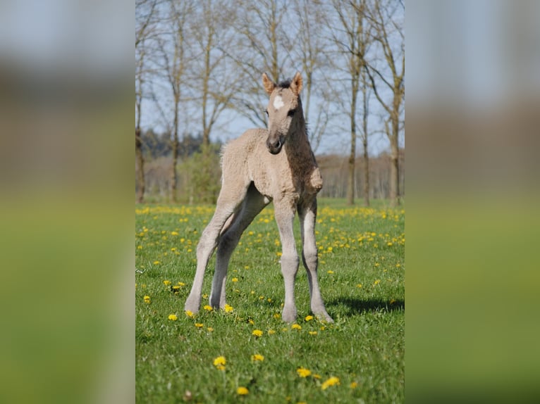 Caballo ""Curly"" Semental Potro (04/2026) 155 cm Grullo in Ruinen