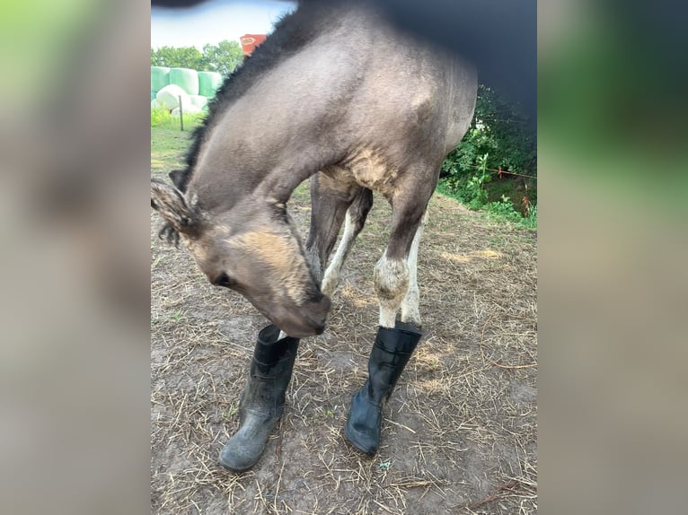 Caballo ""Curly"" Semental Potro (04/2026) 158 cm Grullo in Ruinen
