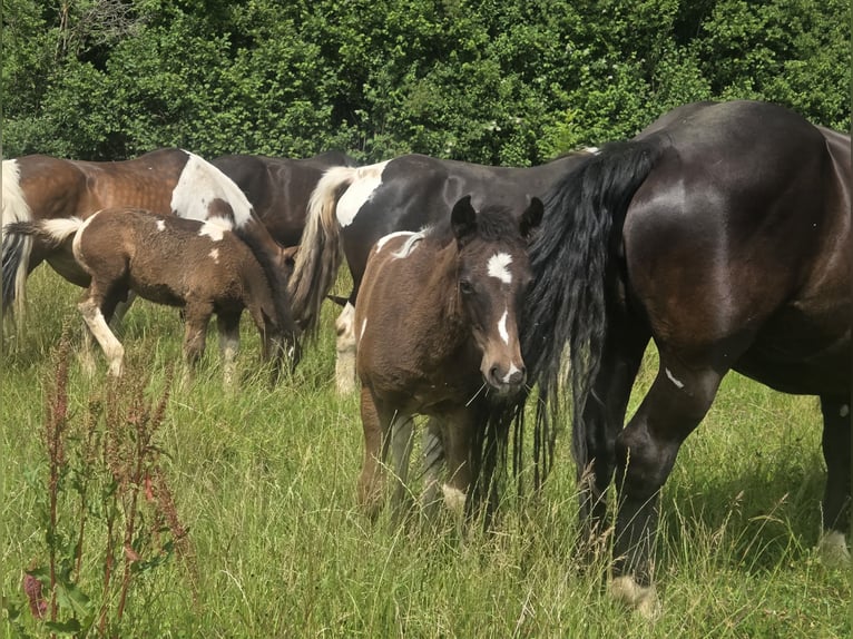 Caballo ""Curly"" Mestizo Semental Potro (04/2026)  in Klettgau