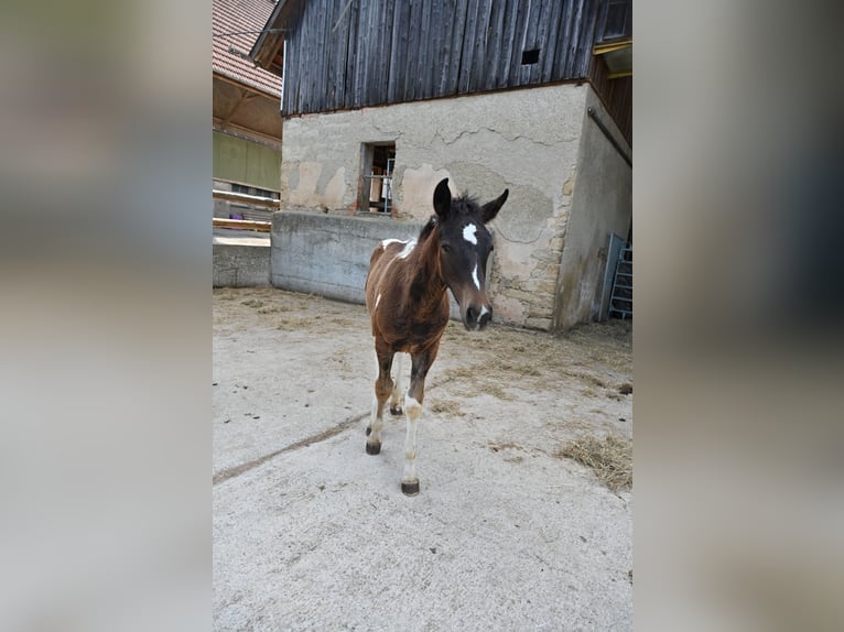 Caballo ""Curly"" Mestizo Semental Potro (04/2026)  in Klettgau