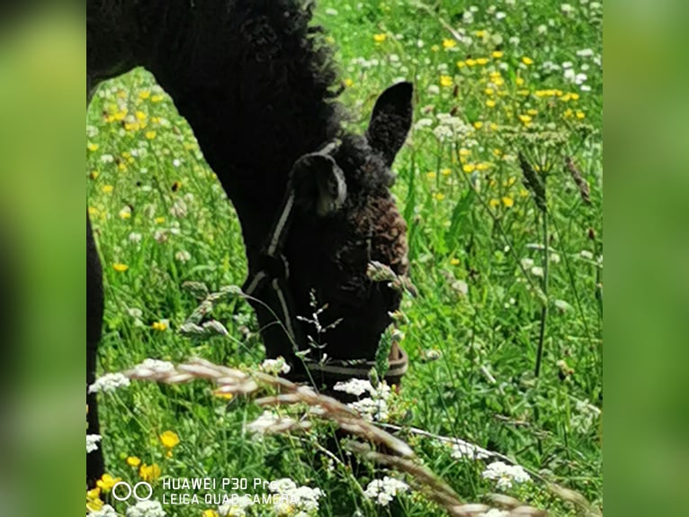 Caballo ""Curly"" Semental  in BETTELDORF