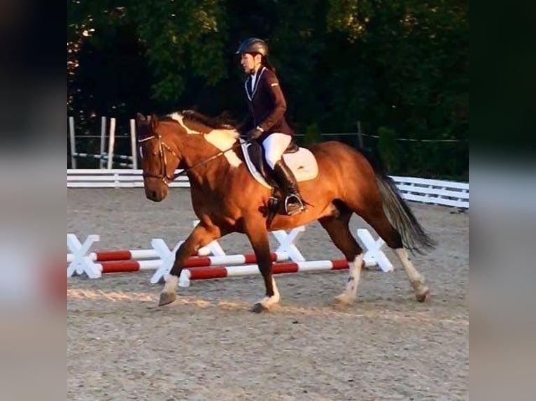Caballo ""Curly"" Semental Tobiano-todas las-capas in Bern