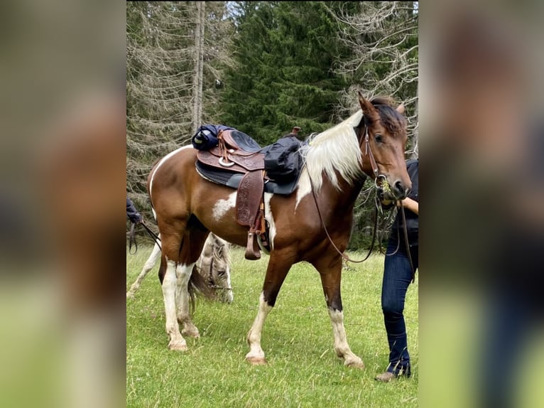 Caballo ""Curly"" Semental Tobiano-todas las-capas in Bern