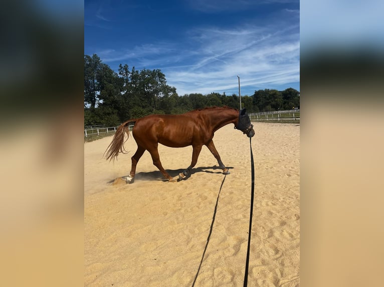 Caballo ""Curly"" Yegua 11 años 166 cm Alazán in Jena