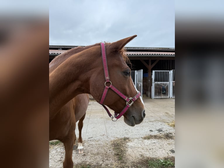 Caballo ""Curly"" Yegua 11 años 166 cm Alazán in Rutha