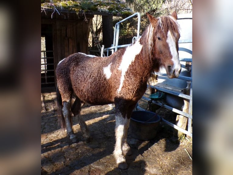 Caballo ""Curly"" Yegua 13 años 150 cm Pío in Arnbruck