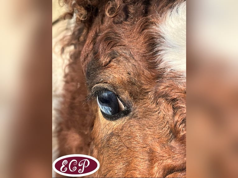 Caballo ""Curly"" Yegua 1 año 100 cm in wellen