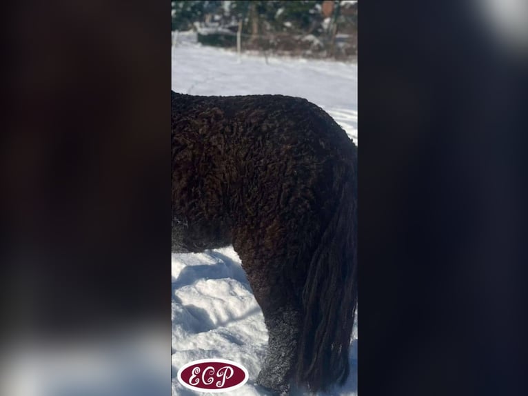 Caballo ""Curly"" Yegua 1 año 100 cm in wellen