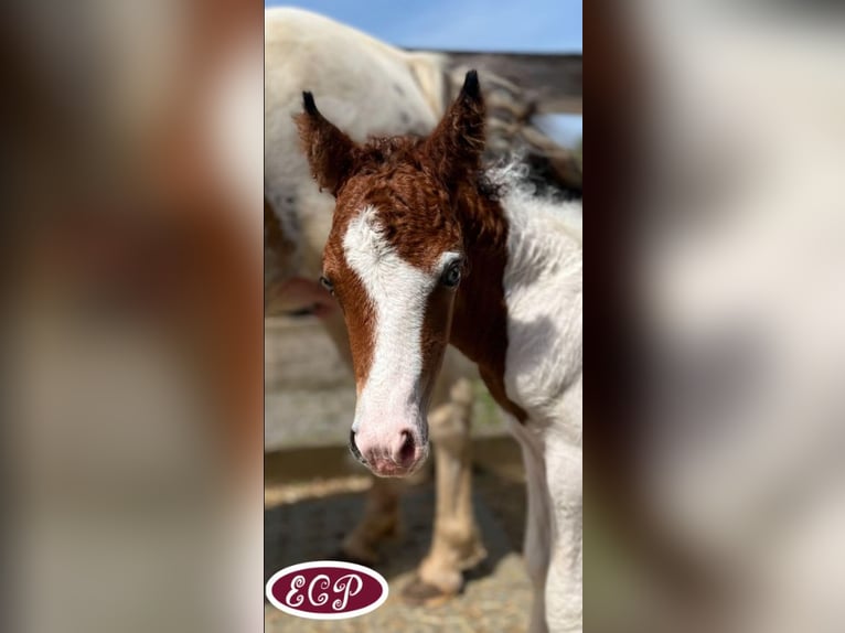 Caballo ""Curly"" Yegua 1 año 100 cm in wellen