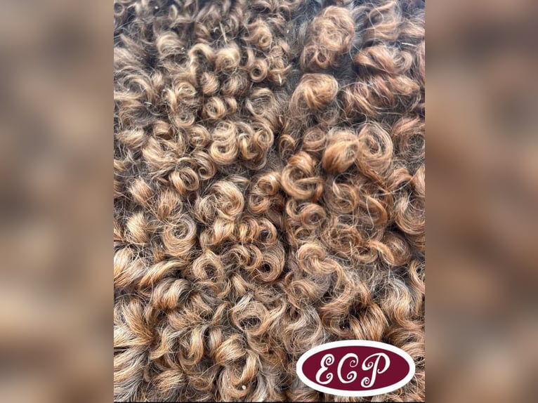 Caballo ""Curly"" Yegua 1 año 100 cm in wellen