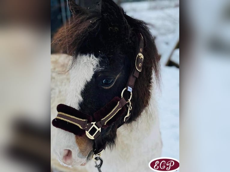 Caballo ""Curly"" Yegua 1 año 100 cm in wellen