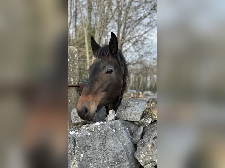 Caballo ""Curly"" Yegua 1 año 152 cm Tobiano-todas las-capas in Galway