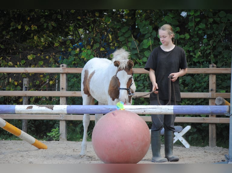 Caballo ""Curly"" Yegua 1 año 155 cm in Ruinen