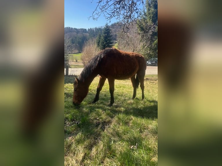 Caballo ""Curly"" Yegua 1 año 155 cm Castaño in Freyung