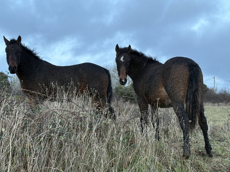 Caballo ""Curly"" Yegua 2 años 152 cm Tobiano-todas las-capas in Galway