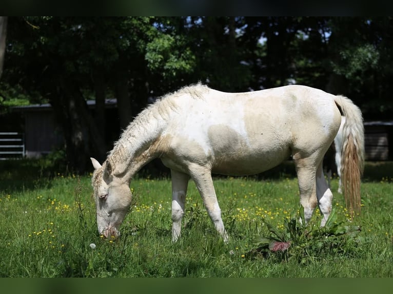 Caballo ""Curly"" Mestizo Yegua 2 años 155 cm Perlino in Joué Sur Erdre