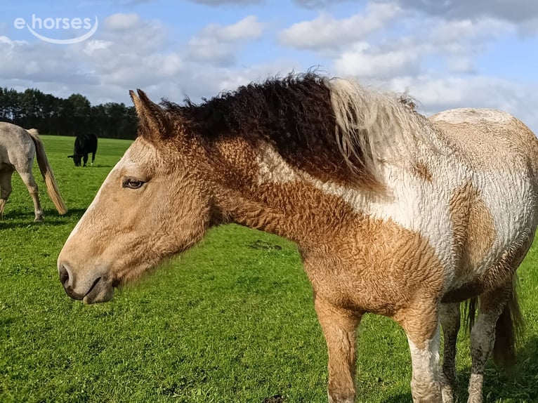 Caballo ""Curly"" Yegua 2 años 160 cm Buckskin/Bayo in Ruinen