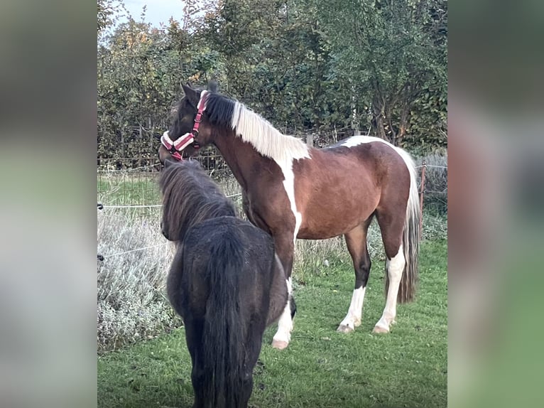 Caballo ""Curly"" Yegua 3 años 128 cm Tobiano-todas las-capas in Rambow