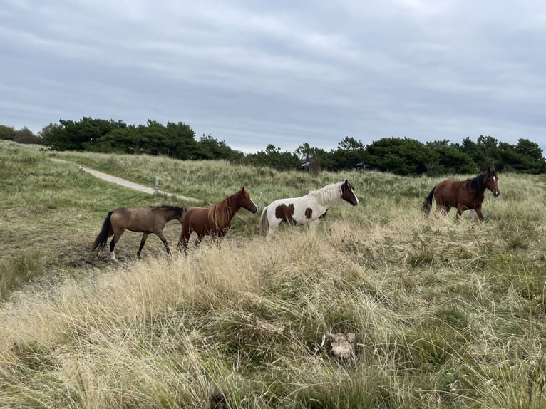 Caballo ""Curly"" Yegua 3 años 149 cm Buckskin/Bayo in Skærbæk